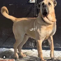 سگ نر جوون|سگ|شیروان (خراسان), |دیوار