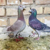 کفتر پلاکی چهار عدد عتیقه