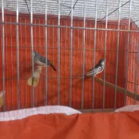 یه جفت فنچ بالغ همراه با قفس