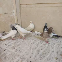 کبوتر