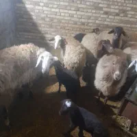 ۱۴راس گوسفنددرجه یک میش وبره وآبستن