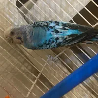 عروس هلندی ماده سالم