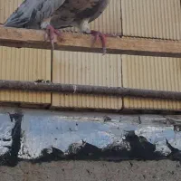 کوهی سرول نامور|پرنده|شراء, |دیوار