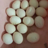 تخم مرغ اصل زابلی