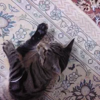 واگذاری رایگان گربه نر ۷ماهه dsh