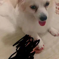 واگذاری سگ پامر روباهی