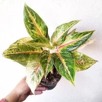 گل و گیاه آپارتمانی ارسال شاهین شهر رایگان