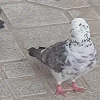 گمشده|حیوانات|تنکمان, |دیوار