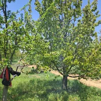 فروش زمین ۲۲۰۰ متری|فروش زمین و ملک کلنگی|قزوین, |دیوار