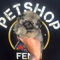 پامر جیبی ماده