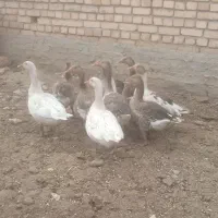 غاز