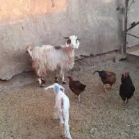 میش زاید و بز زایده و میش ابستن|حیوانات مزرعه|نیشابور, شهرآرا|دیوار