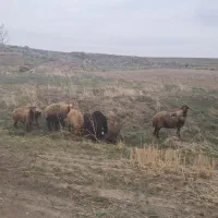 میش بره دار