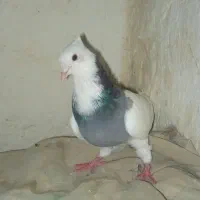 سبز
