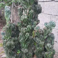 گل صخره ایی