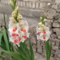 پیاز (بذر) گل گلایول رنگی