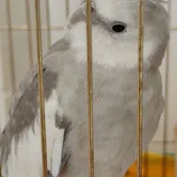 عروس هلندی نر