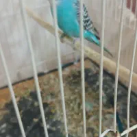 یک جفت مرغ عشق سالم|پرنده|نیشابور, خط کاشمر|دیوار