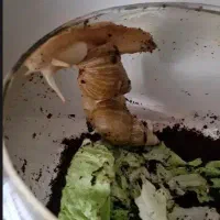 حلزون مولد برای درمان