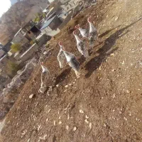 بوقلمون محلی