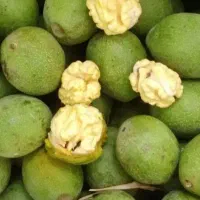 گردو تازه پوست کاغذی