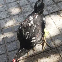 مرغ وخروس