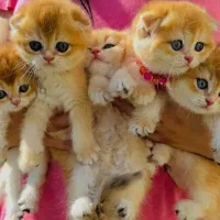 گربه اسکاتیش بریتیش مجموعه میولند