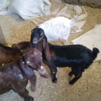 بزغاله نر فروش هم شیر هم علف شماره داخل