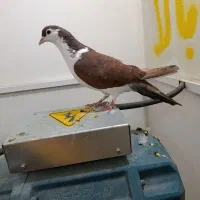 چپ دم سرخ خون خال سیاه