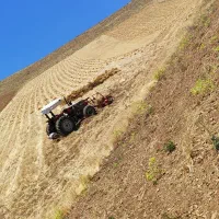 گندم بذر دیم آذر دو منطقه بیلوار