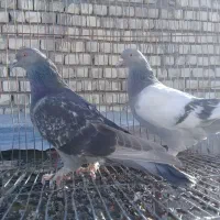 نروماده ترکیه ای