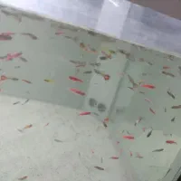 گوپی . زبرا باله بلند و کوی چرم|ماهی|زاهدان, |دیوار