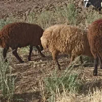 بره قزمز دوتا ماده ویکی نر واسه نگهداری