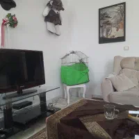 عروس هلندی|پرنده|بندر گز, |دیوار