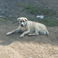 سگ سرابی پنج ماهه|سگ|قشلاق دشت, |دیوار