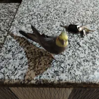 عروس هلند نر دستی و سخنگو