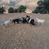 بزداشتی