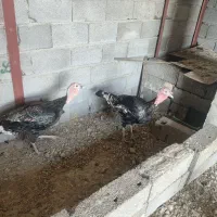 فروش توافقی غوغاز و بوقلمون