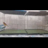 قناری نر دارچین و سبز