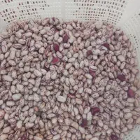 لوبیاچیتی‌سورتینگ‌شده‌یک‌دست