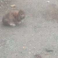 کهنوج|موش و خرگوش|کهنوج, |دیوار