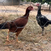 خروس لاری و امپراطور