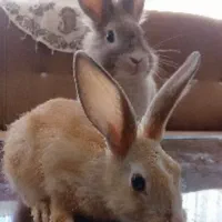 خرگوش فازی امریکایی و خرگوش انقوره|موش و خرگوش|بیرجند, |دیوار