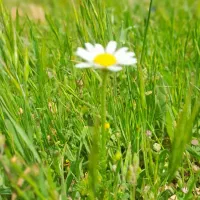 کود سفید ۳ عدد