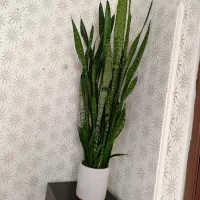 سانسوریا شمشیری سبز با گلدان سرامیکی