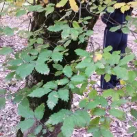 فروش حج تمتع