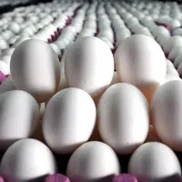 پخش تخم مرغ سفید