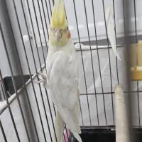 عروس هلندی لوتینو|پرنده|مشهد, رده|دیوار