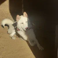 هاسکی سفید نر|سگ|رودهن, |دیوار