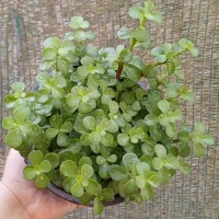 گل اپارتمانی|گل و گیاه طبیعی|زابل, |دیوار